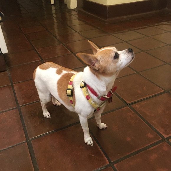 Meet your Posher, Diana - Picture 5 of 16